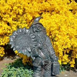 Gnome by Gorse flowers