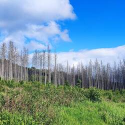 So sieht der ganze Wald aus.