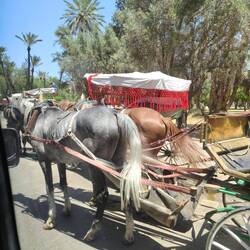 Marrakesh is wider more spread out more modern - usual horse carriage rides