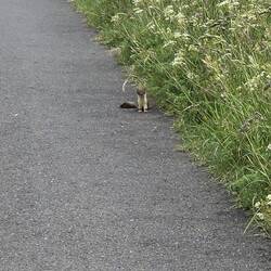 A rare privilege to see a stoat