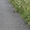 A rare privilege to see a stoat