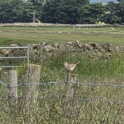 Skylarks were everywhere