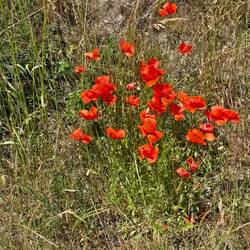 So sehe ich die Blumen am liebsten
