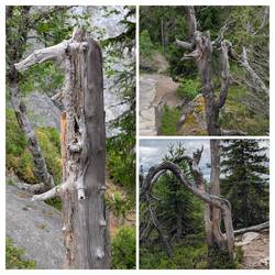 Das sind die im Stehen vertrockneten Kiefern für das wertvolle Kelo-Holz