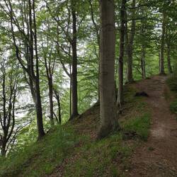 Ich liebe Küstenwälder!