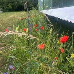 Zisis Blick ist derweil noch bei den schönen Blumen am Spielfeldrand.