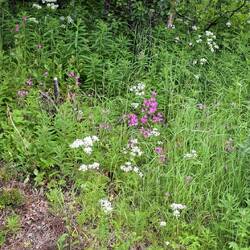 Norwegische Fauna