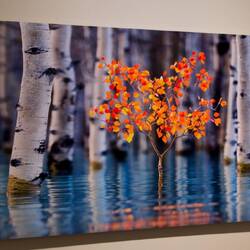 Art gallerijen met prachtige natuur foto's