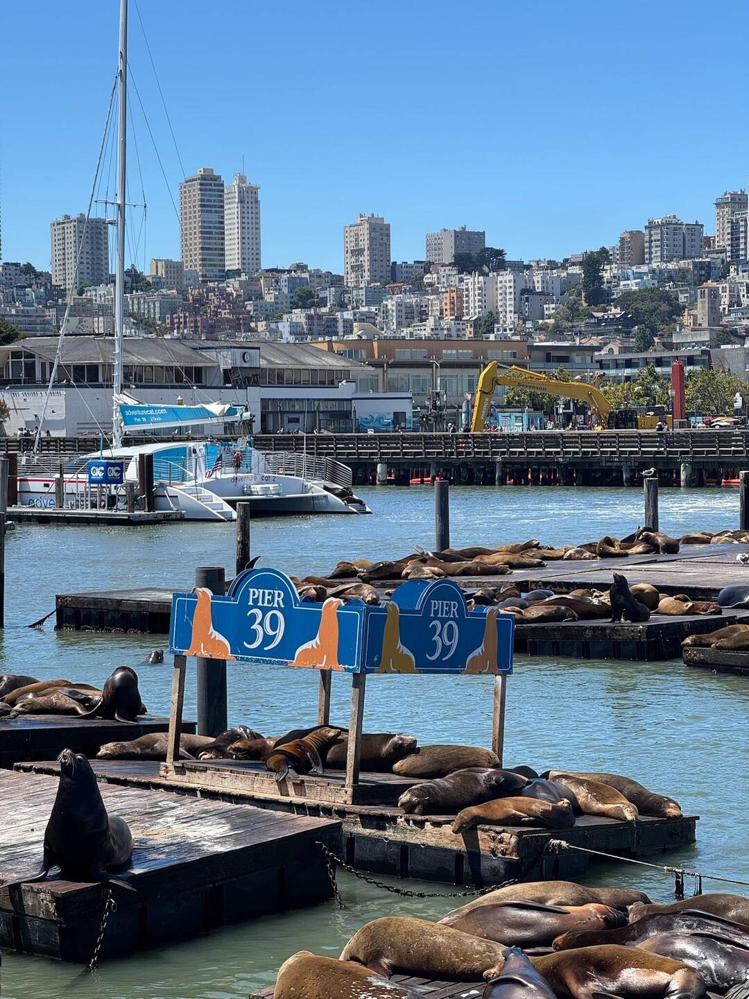 Seelöwen am Pier 39