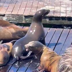 Seelöwen am Pier 39