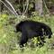 Schwarzbär