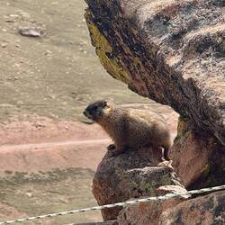 Marmot @ Devils Playground