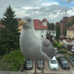 Ein Prachtexemplar.
