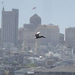 Pelican shot, so hard to capture