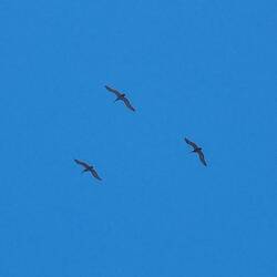 Pelican trio