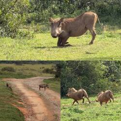 Warthog