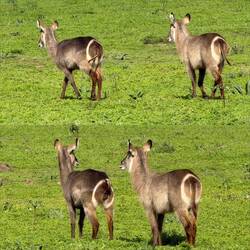 Waterbuck