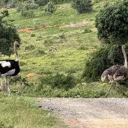 Ostrich