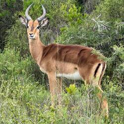 Impala