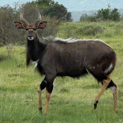 Nyala