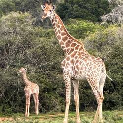 Giraffe