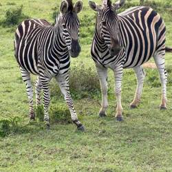Zebra