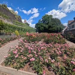 Rosengarten Rapperswil