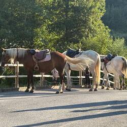 I waited too late to try to reserve a horse.