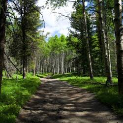 Aan deze kant vd Rocky Mountains, geen ceders maar pine trees/dennen, spruce/sparren & fir/lorken