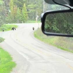 Grizzly beren, moeder en 3 jongeren