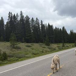 Gehoornde bergschapen