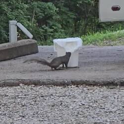 After eating my bread he continued to try to raid us!