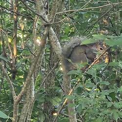 Ninja squirrel waiting for his moment