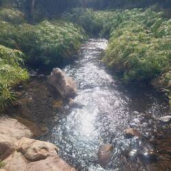 A babbling creek.