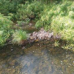 Looking for platypus
