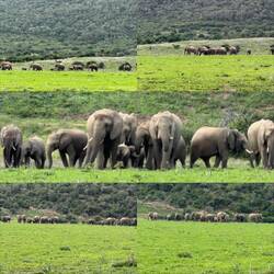 Elephant
