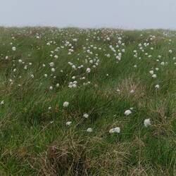 Cotton grass?