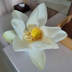 De gids had een bloem voor me geplukt