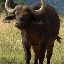 African Buffalo