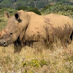 White rhinoceros