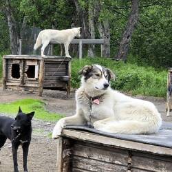 Huskys