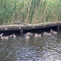 Am Kanal von Nättraby