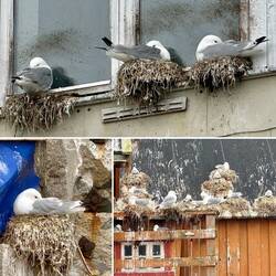Bewohner vieler Gebäude sind inzwischen die Vögel.