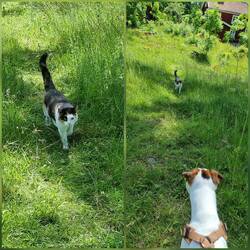 Katze trifft auf Jack Russell 🫣