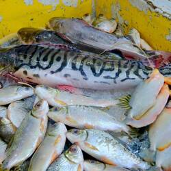 Und auf dem Fischmarkt vorbeischauen