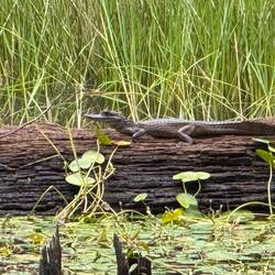 Und auch Salamander