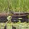 Und auch Salamander