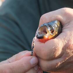 Piranha