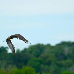 Fotoscheuer Bussard auf der Flucht