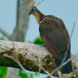 Eine Hoatzin - auf deutsch: Stinkvogel